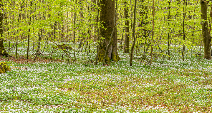 forårsskov anemoner