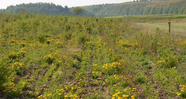 Skov plantes på mark