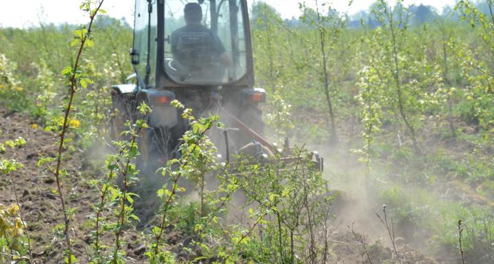 skovplantning med traktor mellem små træer