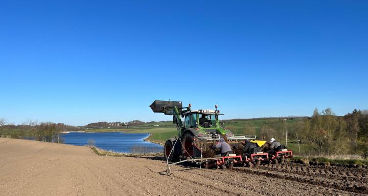 traktor med plantning 