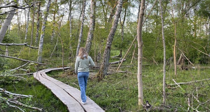 Pige går på boardwalk i våd skov 