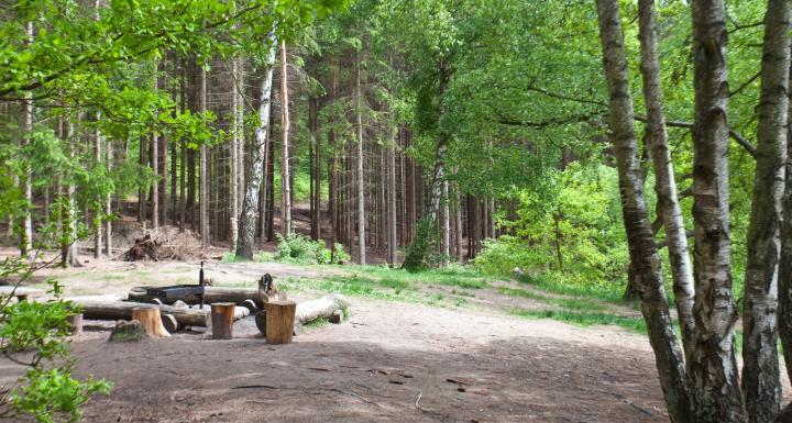 Lysning i skov med borde og bænke