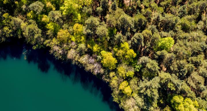 billede af skov på bornholm set oppefra 