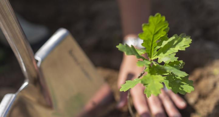 lille egetræ der plantes 