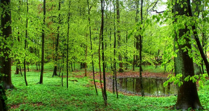 forårsgrøn skov