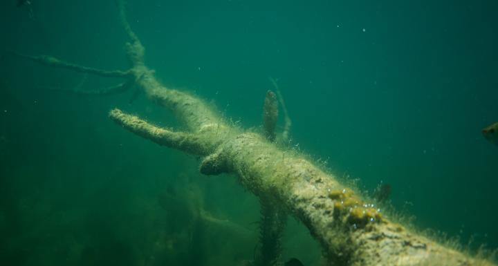billede af træ der ligger under vandet 