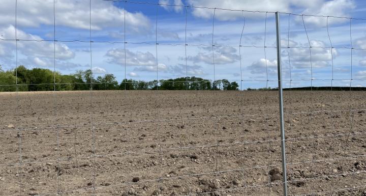 Foto af ny skov på mark ved Ebberup vandværk 