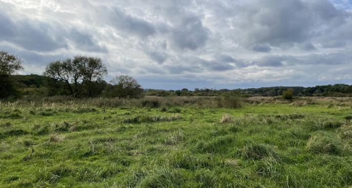 Foto af fladt naturområde i maglemosen 