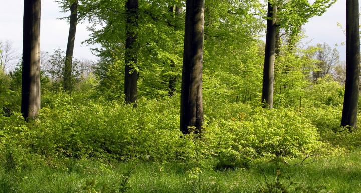 foto af forårsgrøn skov 