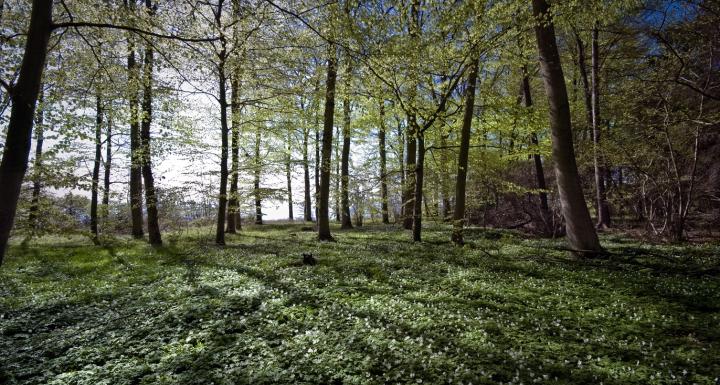 foto af skov