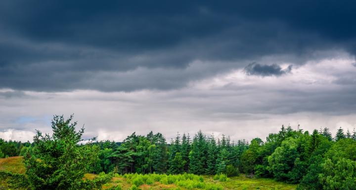 foto af skovbryn og mørk himmel