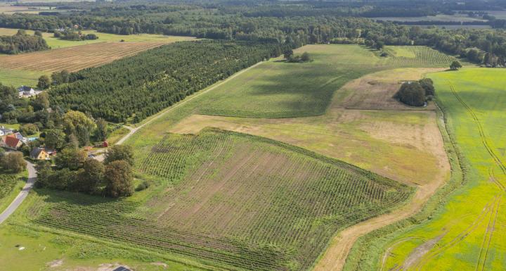 luftfoto af landskab med ny skov