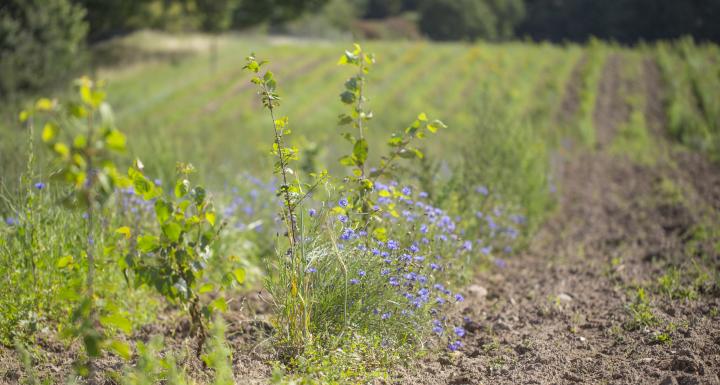 foto af ny skov plantet i rækker