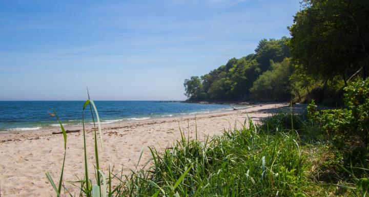 foto af skov ned til strand