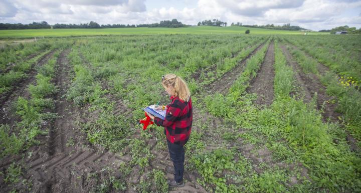 foto af nyplantet skov