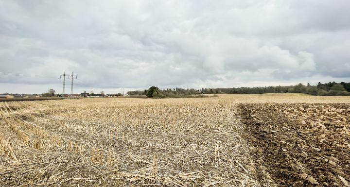 foto af stubmark hvor der kan rejses skov