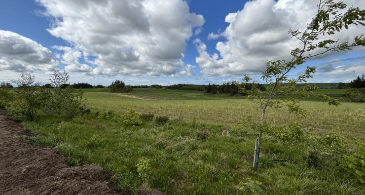 foto ud over landskabet hvor der er plantet ny skov