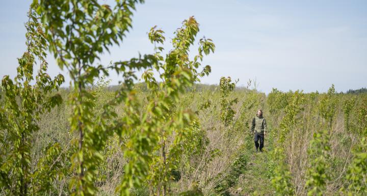 foto af mand der går i nyplantet skov 